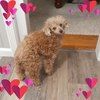 qtgia1